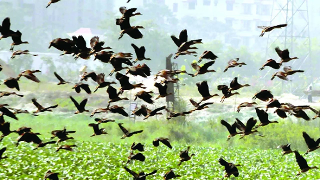 অতিথি পাখির কলতানে মুখর সাপাহার জবই বিল