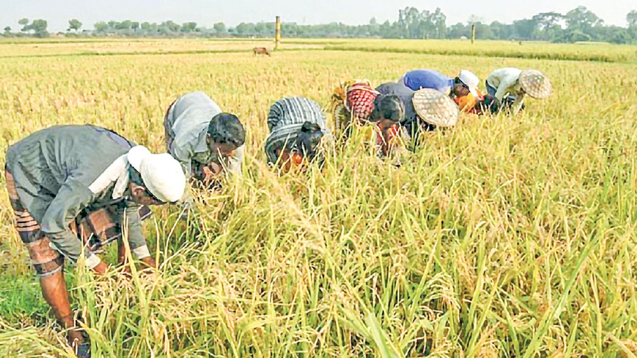 বাজেটে অবহেলিত কৃষি