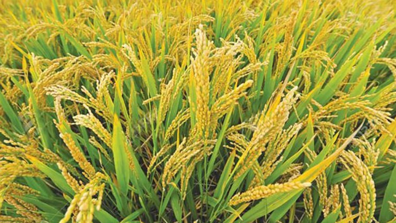 জিংকসমৃদ্ধ উচ্চ ফলনশীল আমনের নতুন জাত উদ্ভাবন