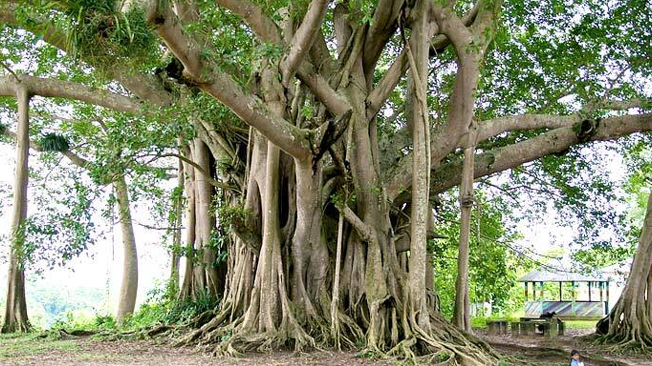 প্রাচীন বৃক্ষ ও কুঞ্জবন ঘোষণার জন্য আবেদন আহ্বান বন অধিদপ্তরের