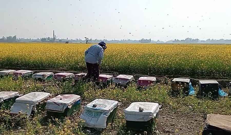 ইসলামপুরে সরিষার মধু সংগ্রহে ব্যস্ত মৌয়ালরা