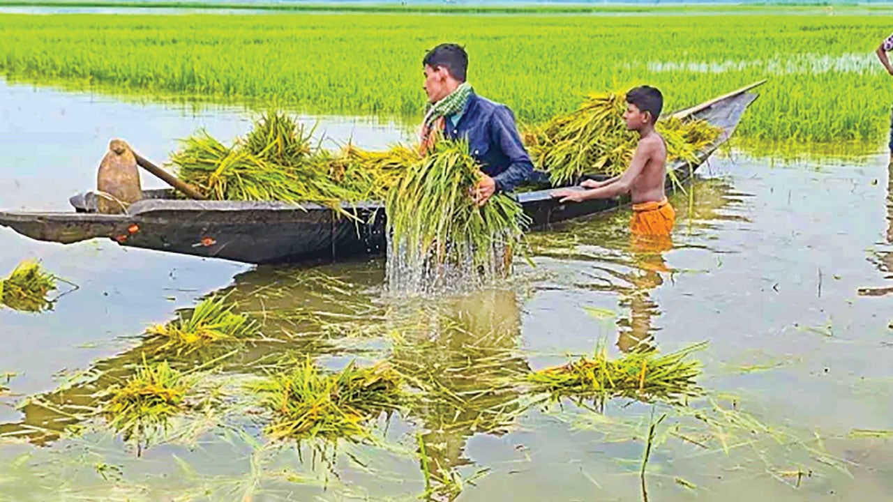 হাওরে বোরো ধানের দুর্যোগ মানুষসৃষ্ট