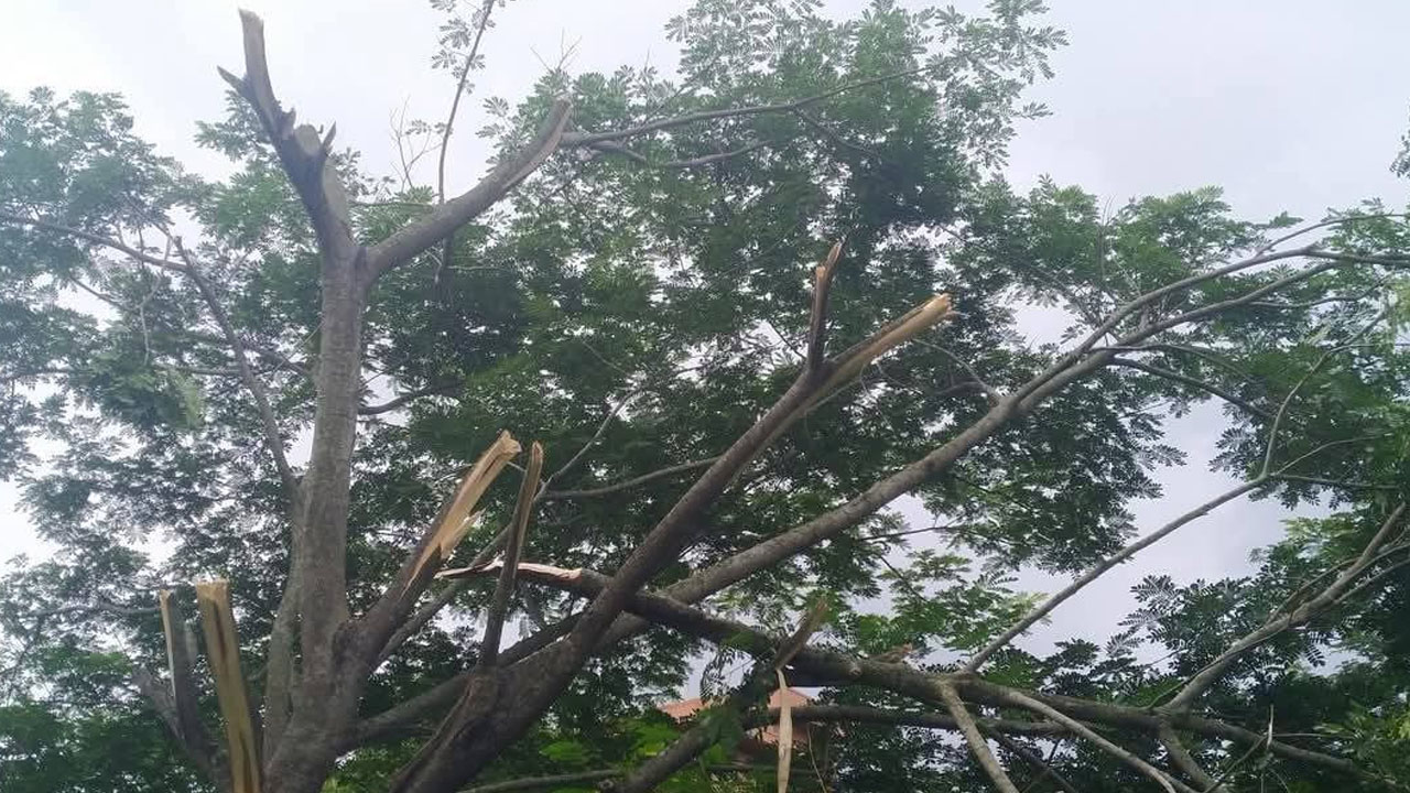 ববিতে নিরবচ্ছিন্ন বিদ্যুতের অজুহাতে কাটা হচ্ছে গাছ, ক্ষুব্ধ শিক্ষার্থীরা