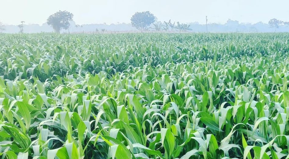 কালীগঞ্জে ভুট্টার বাম্পার ফলনের সম্ভাবনা