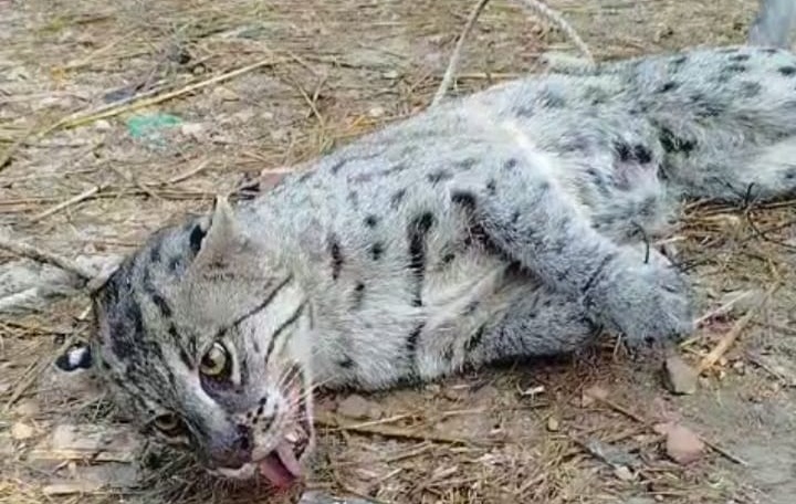 চরফ্যাশনে মেছোবাঘ উদ্ধার, এলাকায় আতঙ্ক