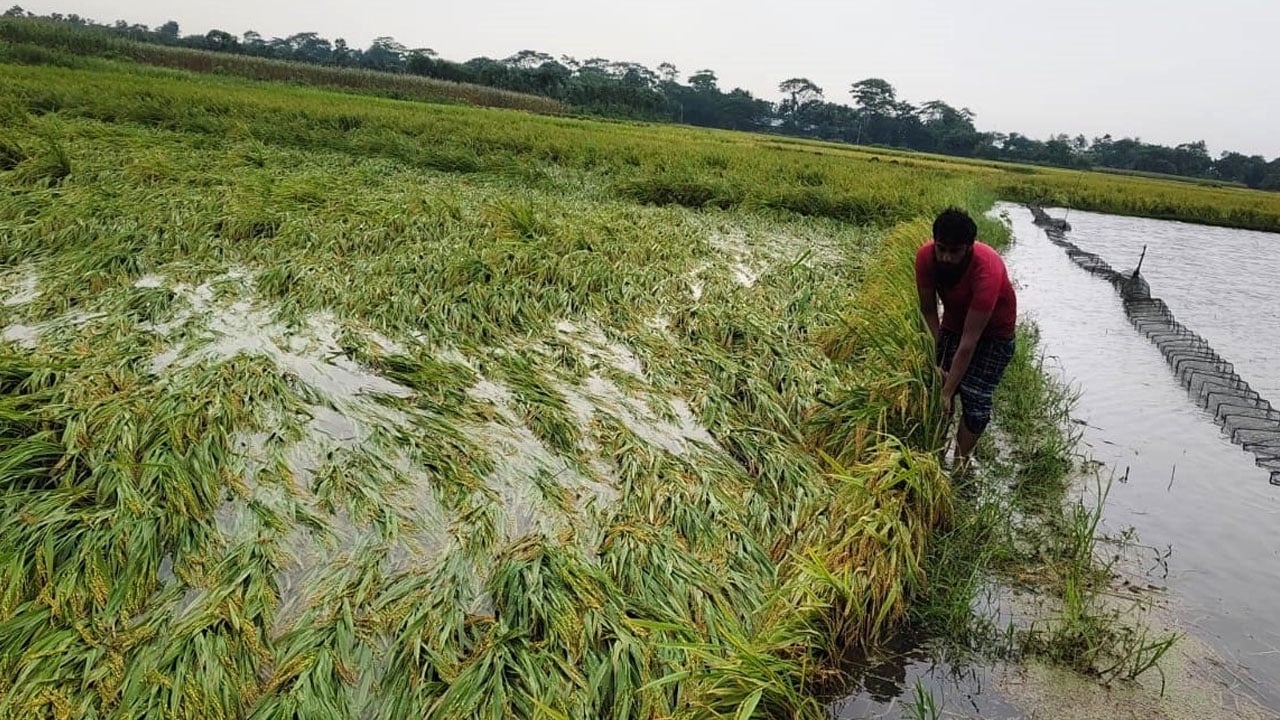 কচুয়ায় কালবৈশাখী ঝড়-বৃষ্টিতে ফসলের ব্যাপক ক্ষতি