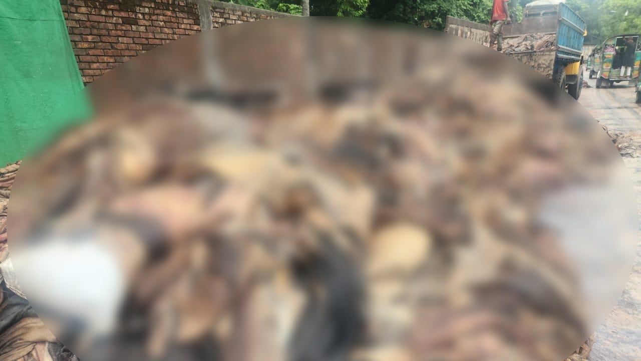 সিন্ডিকেটের কারসাজিতে চট্টগ্রামে নষ্ট বিপুল চামড়া