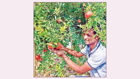 চারঘাটে কৃষির নতুন সম্ভাবনা, বাড়ছে আয়-কর্মসংস্থান