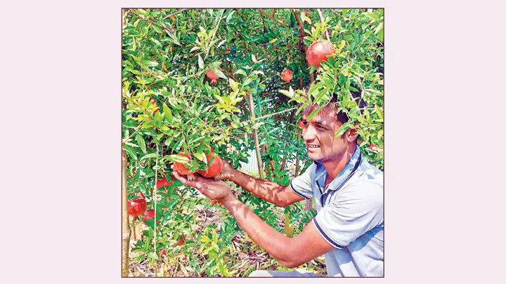 চারঘাটে কৃষির নতুন সম্ভাবনা, বাড়ছে আয়-কর্মসংস্থান