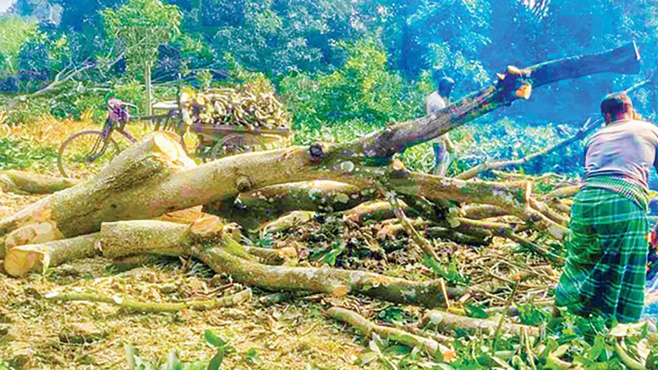 রাজশাহীর চারঘাটে গাছ কেটে উজাড় করা হচ্ছে আমবাগা