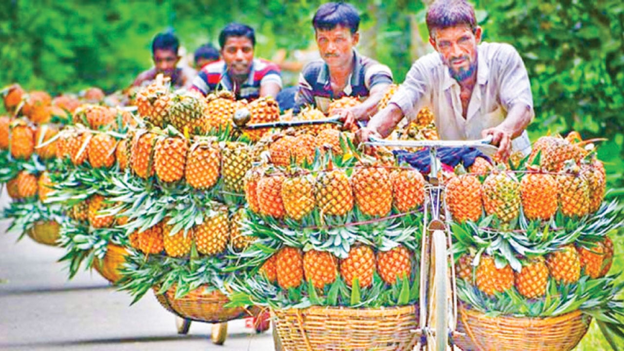 চাহিদা বেড়েছে সারা দেশে ফেঞ্চুগঞ্জের আনারসের