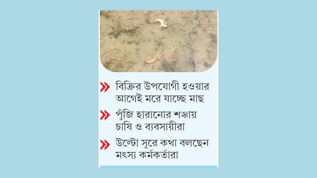 চিংড়িশিল্পে হানা অজ্ঞাত রোগের, বিপর্যয়ের শঙ্কা