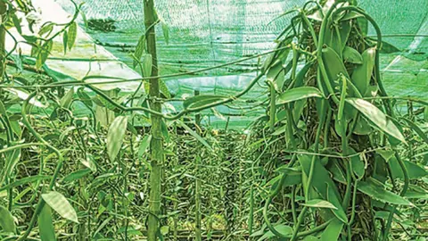 ভ্যানিলা চাষ করে সফল চুয়াডাঙ্গার হুমায়ুন