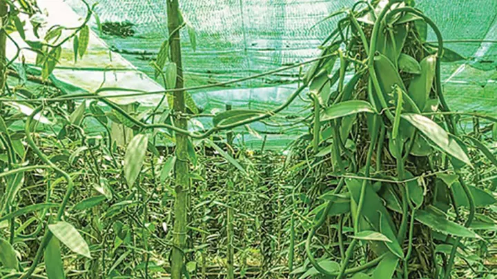 ভ্যানিলা চাষ করে সফল চুয়াডাঙ্গার হুমায়ুন