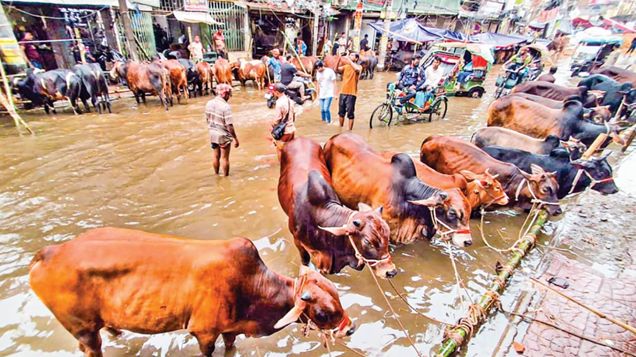 বৃষ্টিতে রাজধানীর পশুর হাটে ভোগান্তি