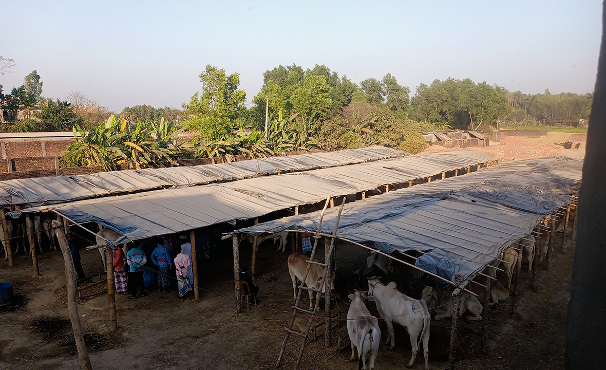 ঈদগাঁওয়ে রাজস্ব ফাঁকির অভিযোগে ১৫৫ গরু জব্দ