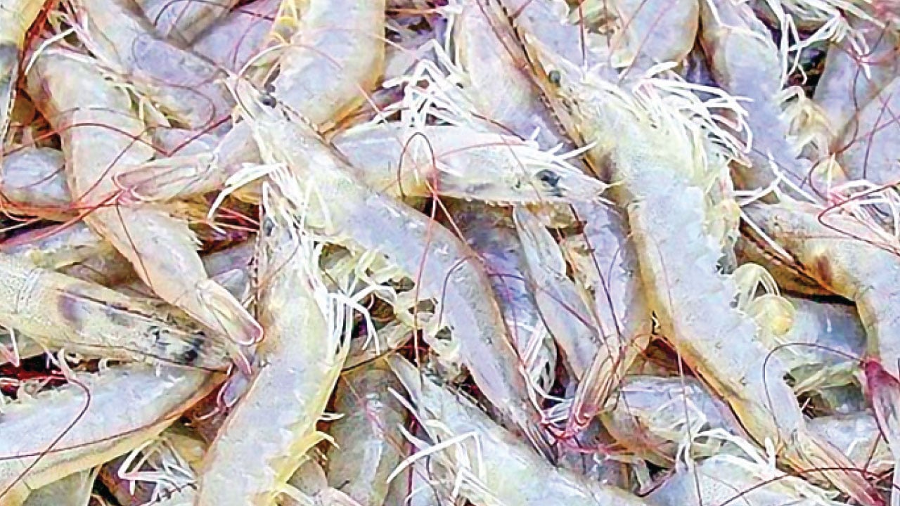 উঠে যাচ্ছে ভেনামি চিংড়ি চাষের স্থগিতাদেশ