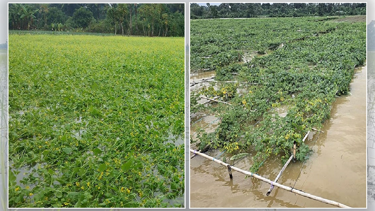 টানা বৃষ্টিতে এক লাখ ৩৯ হাজার হেক্টর জমির ফসল ক্ষতিগ্রস্ত