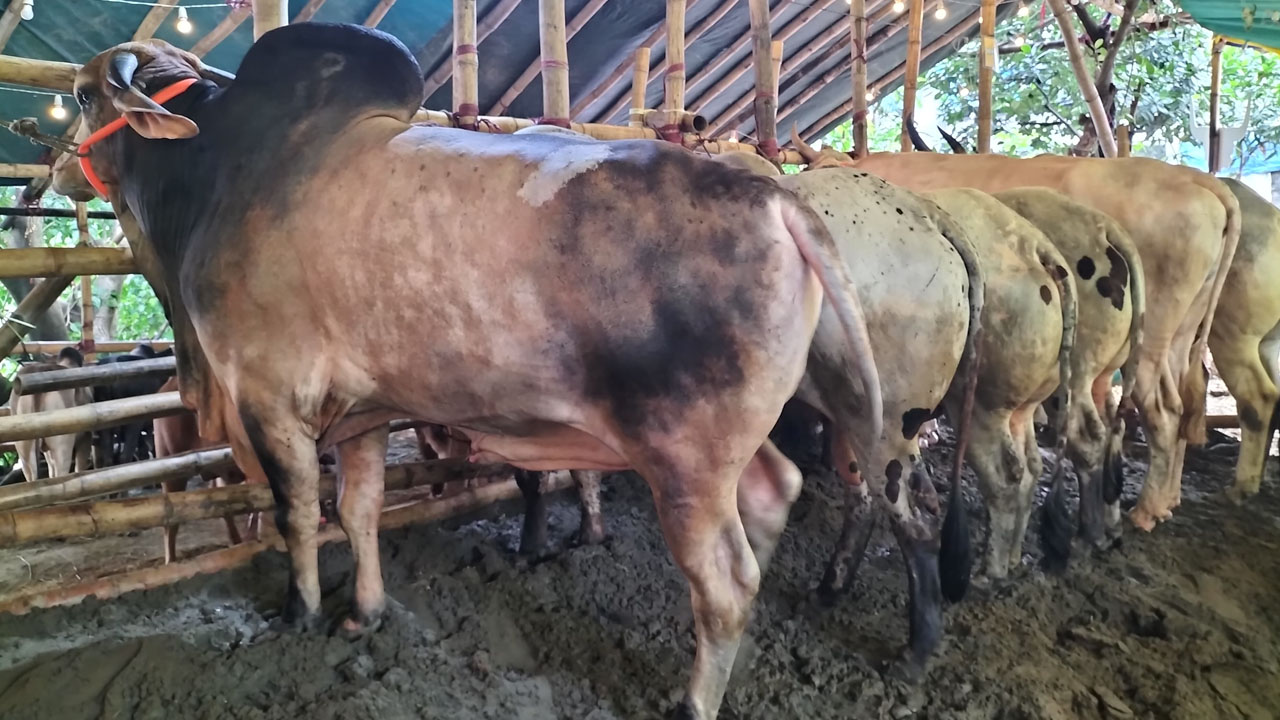 চট্টগ্রামে গরু বেশি, ক্রেতা কম