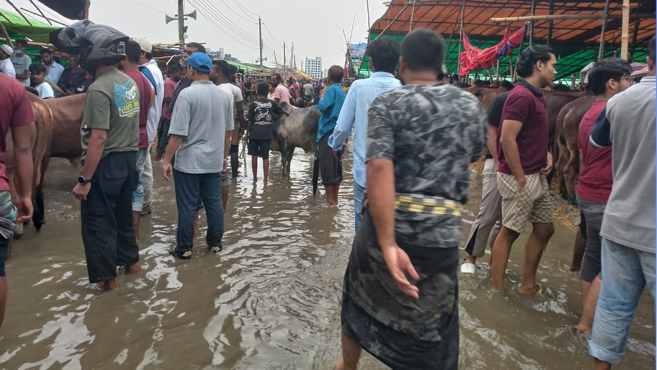 কাদা-পানিতে গরু নিয়ে বিপাকে বেপারিরা