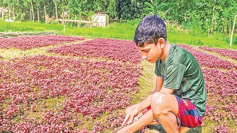 বুড়িচংয়ে গোমতীর চরে আগাম সবজি চাষ