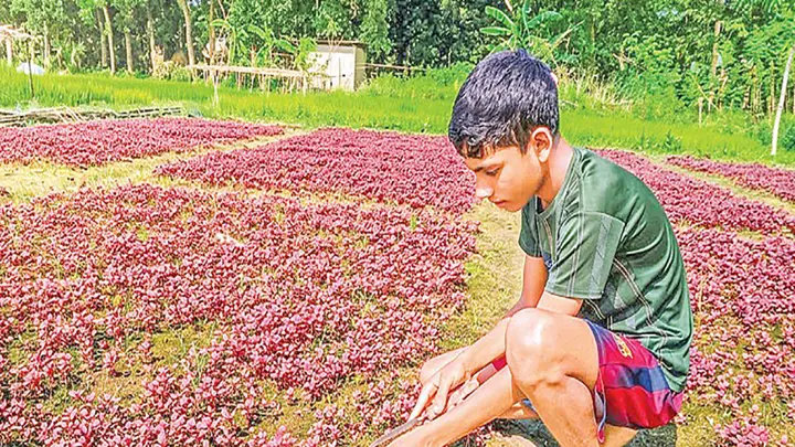 বুড়িচংয়ে গোমতীর চরে আগাম সবজি চাষ