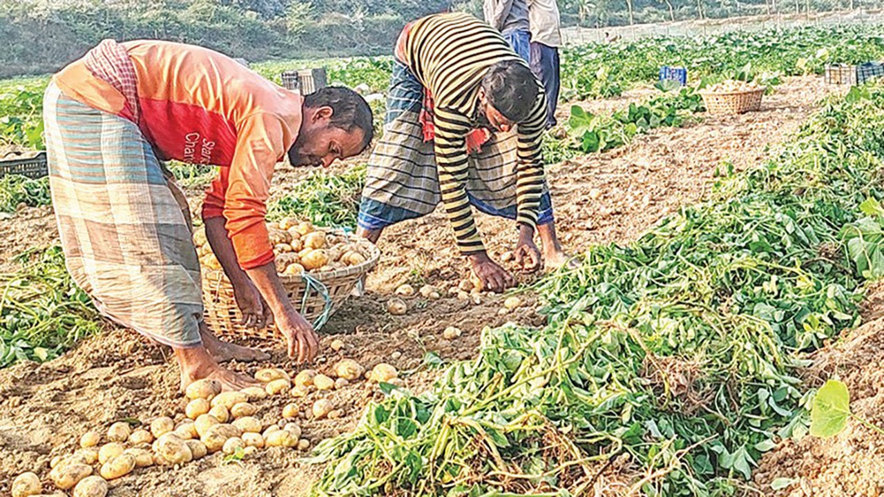 গোমতীর পাড়ে আলুর মাঠে হাসির সঙ্গে হাহাকার