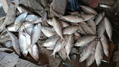 বোরহানউদ্দিনে মা ইলিশ শিকার, প্রকাশ্যে বিক্রি 