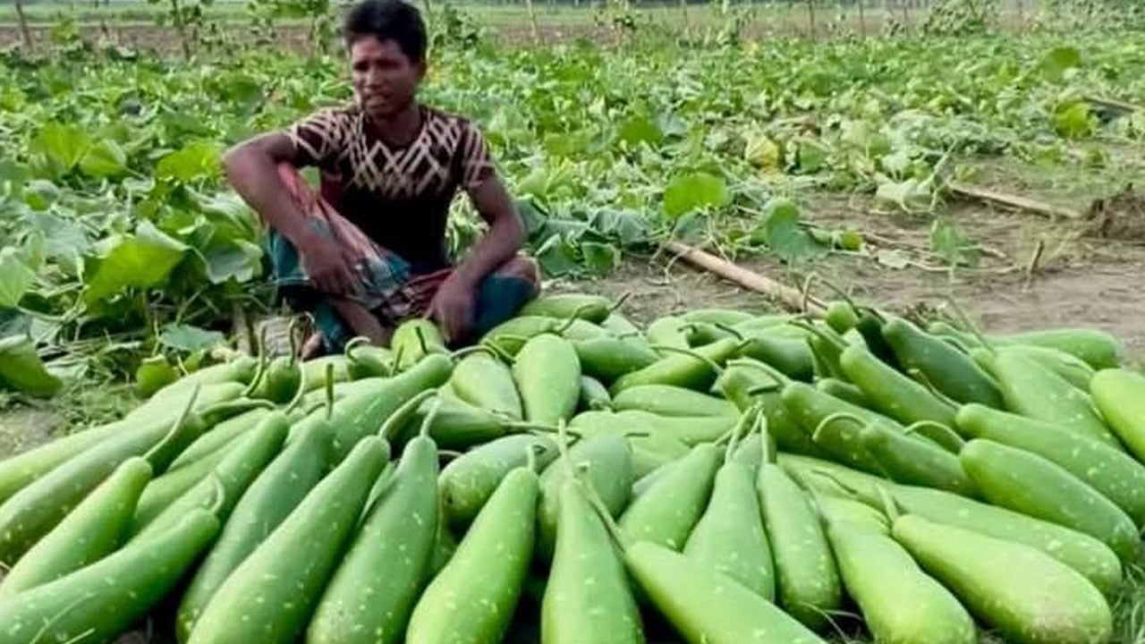 দামুড়হুদায় কৃষকের ১৫ কাঠা জমির লাউগাছ কাটল দুর্বৃত্তরা