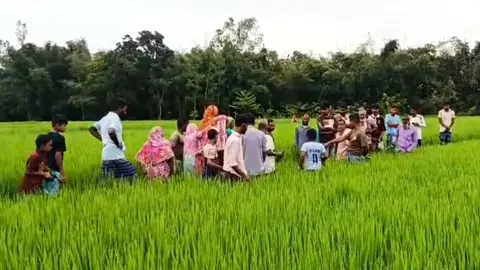 দেবীগঞ্জে ধানক্ষেত থেকে নারীর লাশ উদ্ধার