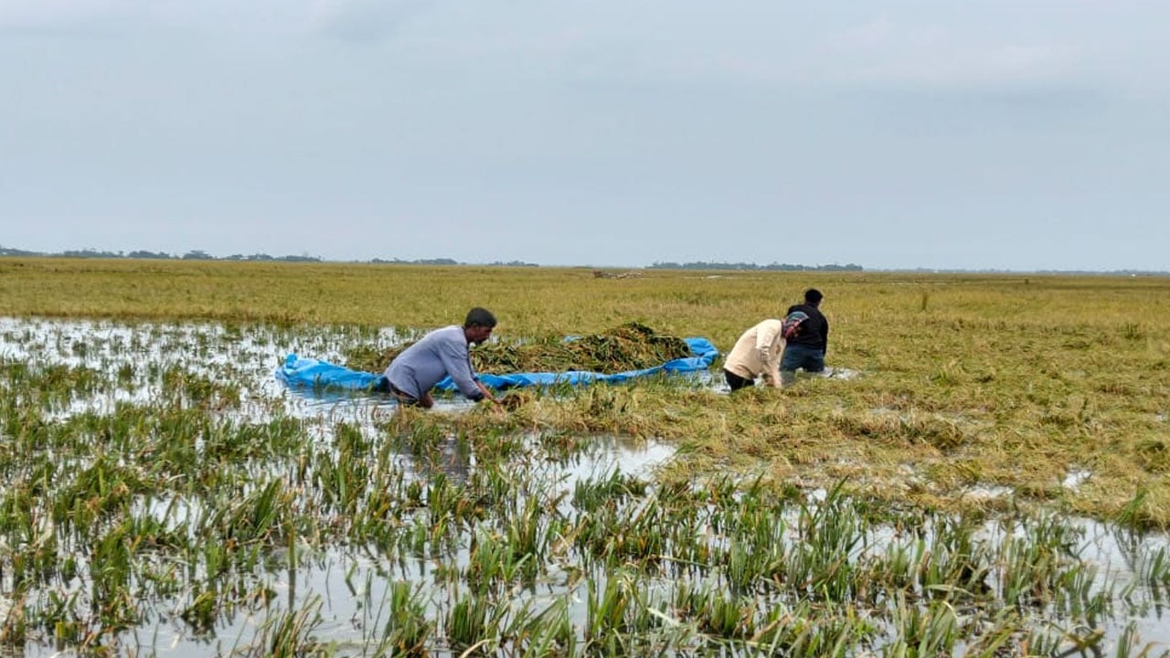 অতিবৃষ্টিতে তলিয়ে গেছে ৬০০ হেক্টর পাকা ধান