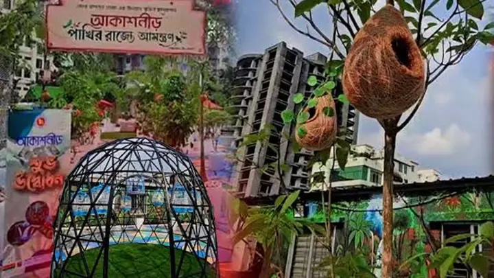 পাখিদের স্বর্গরাজ্য ঢাকা ডিসি অফিসের ছাদ