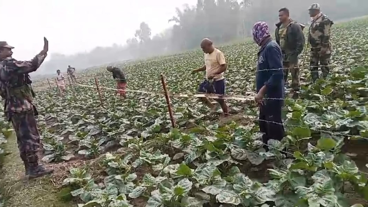 দহগ্রাম সীমান্তে আবারও বিএসএফের তৎপরতা