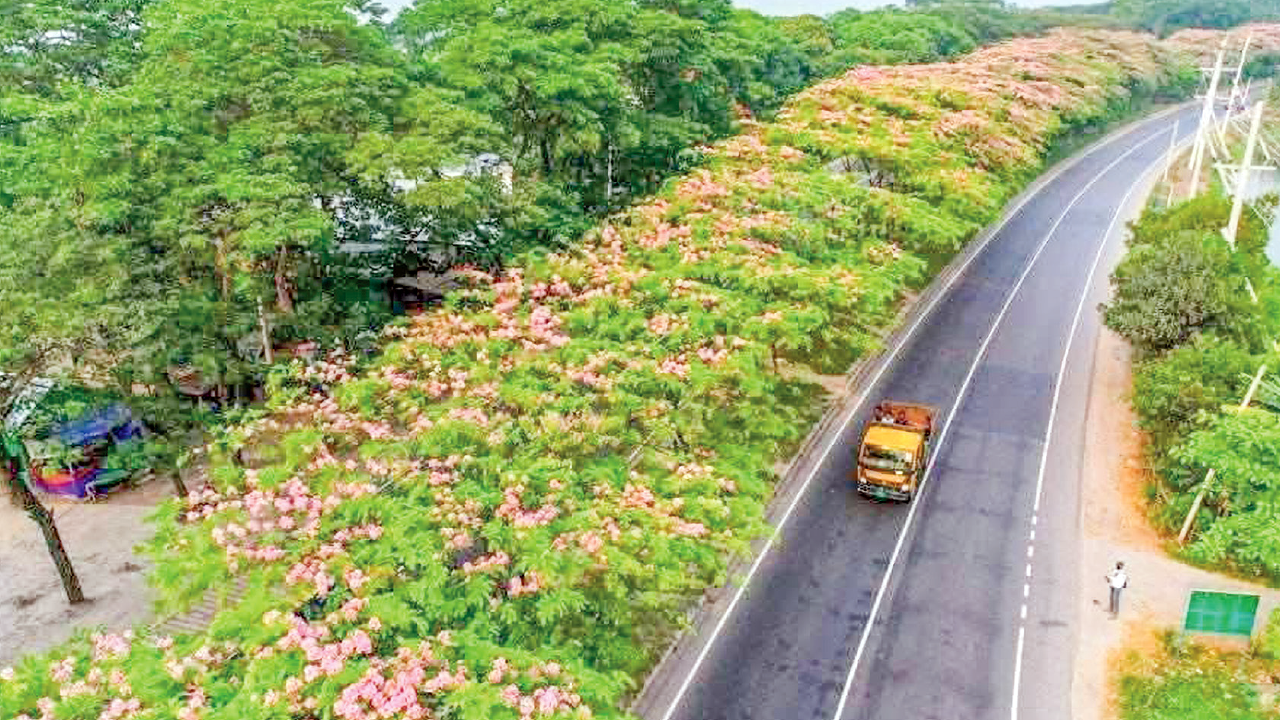 ভাওয়ালে মহাসড়কের বিভাজকে ফুলের সৌন্দর্যে মুগ্ধ যাত্রী-পথচারী