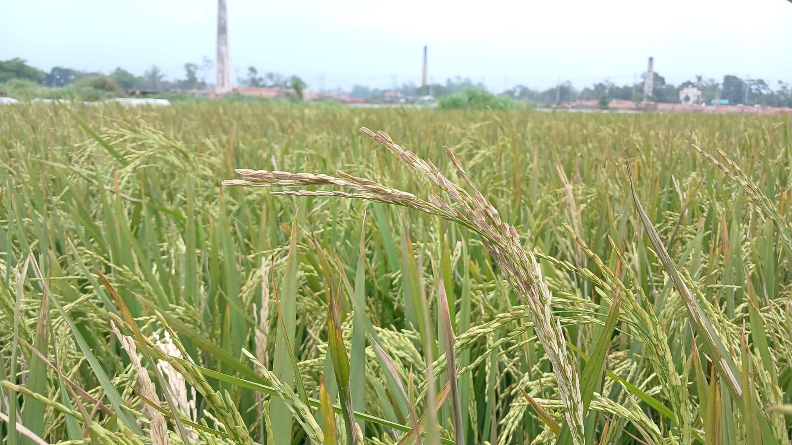 ইটভাটার বিষাক্ত ধোঁয়ায় ২৫ একর বোরো ধান পুড়ে নষ্ট, ক্ষতিপূরণের দাবি কৃষকদের