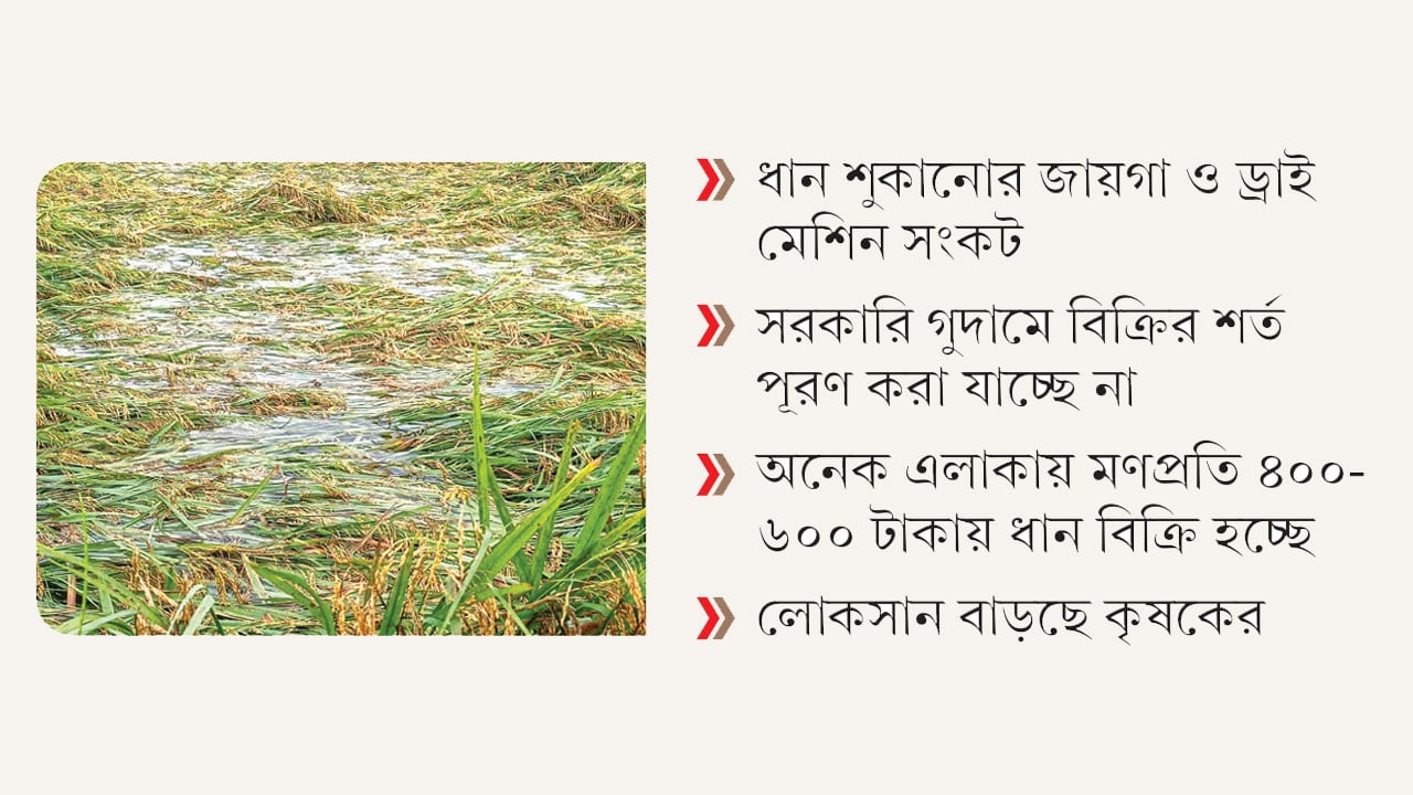 ভেজা ধান নিয়ে চরম বিপাকে হাওরাঞ্চলের কৃষক