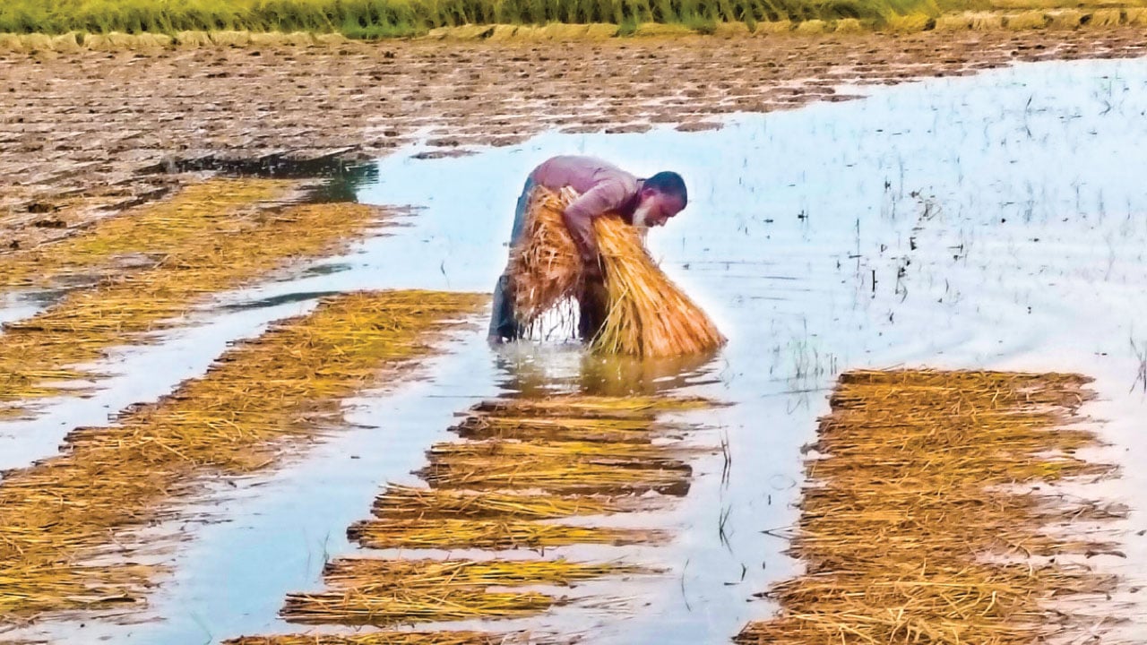 বৃষ্টি না থামায় পানির নিচে নষ্ট হচ্ছে পাকা ধান