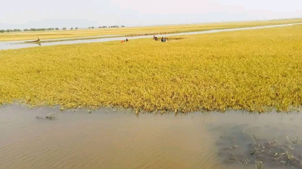হাওরে ধান কাটতে গিয়ে বজ্রপাতে দুই কৃষকের মৃত্যু