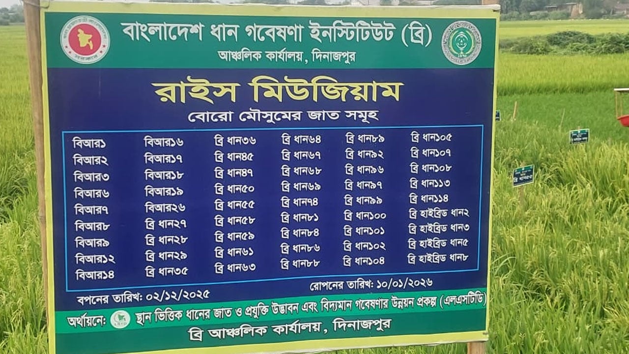 দিনাজপুরে ব্রি’র ‘রাইস গার্ডেন’ স্থাপন