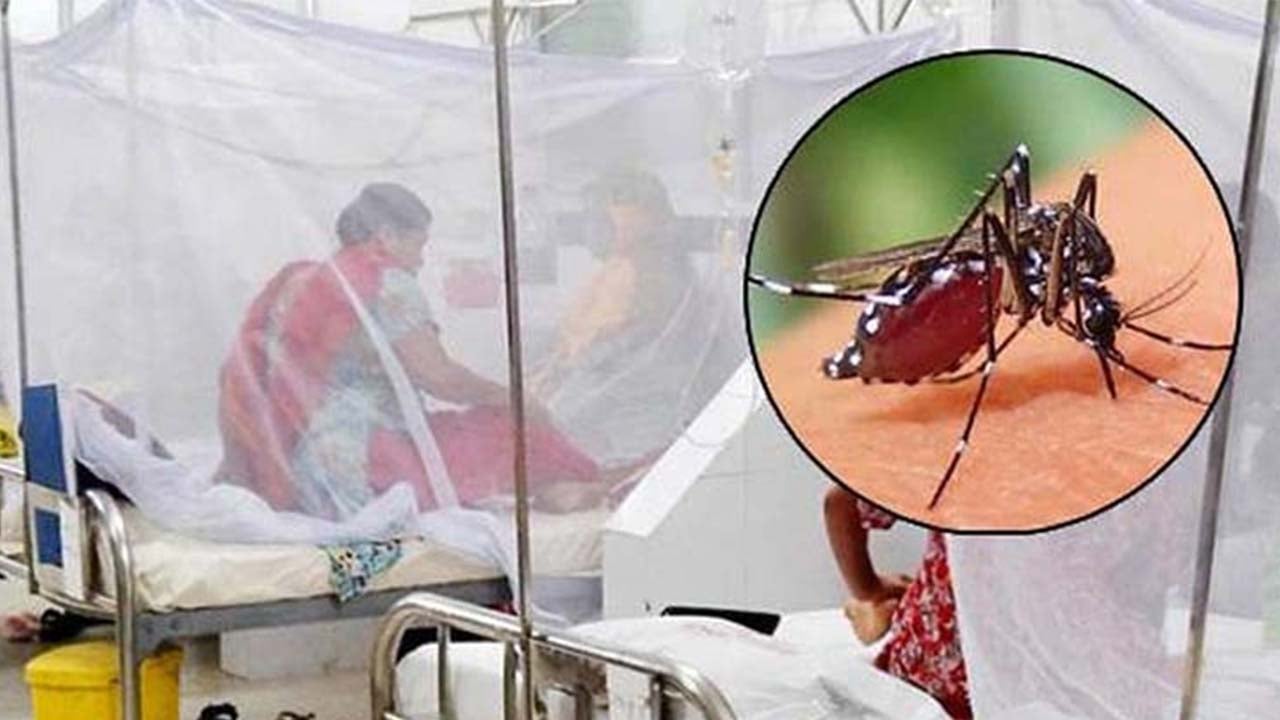 ডেঙ্গুতে আরো ৩ জনের মৃত্যু, হাসপাতালে ভর্তি ৮৫৭