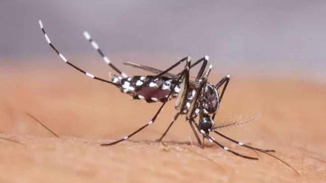 ময়মনসিংহে ডেঙ্গু পরিস্থিতি ভয়াবহ রূপ নেওয়ার শঙ্কা