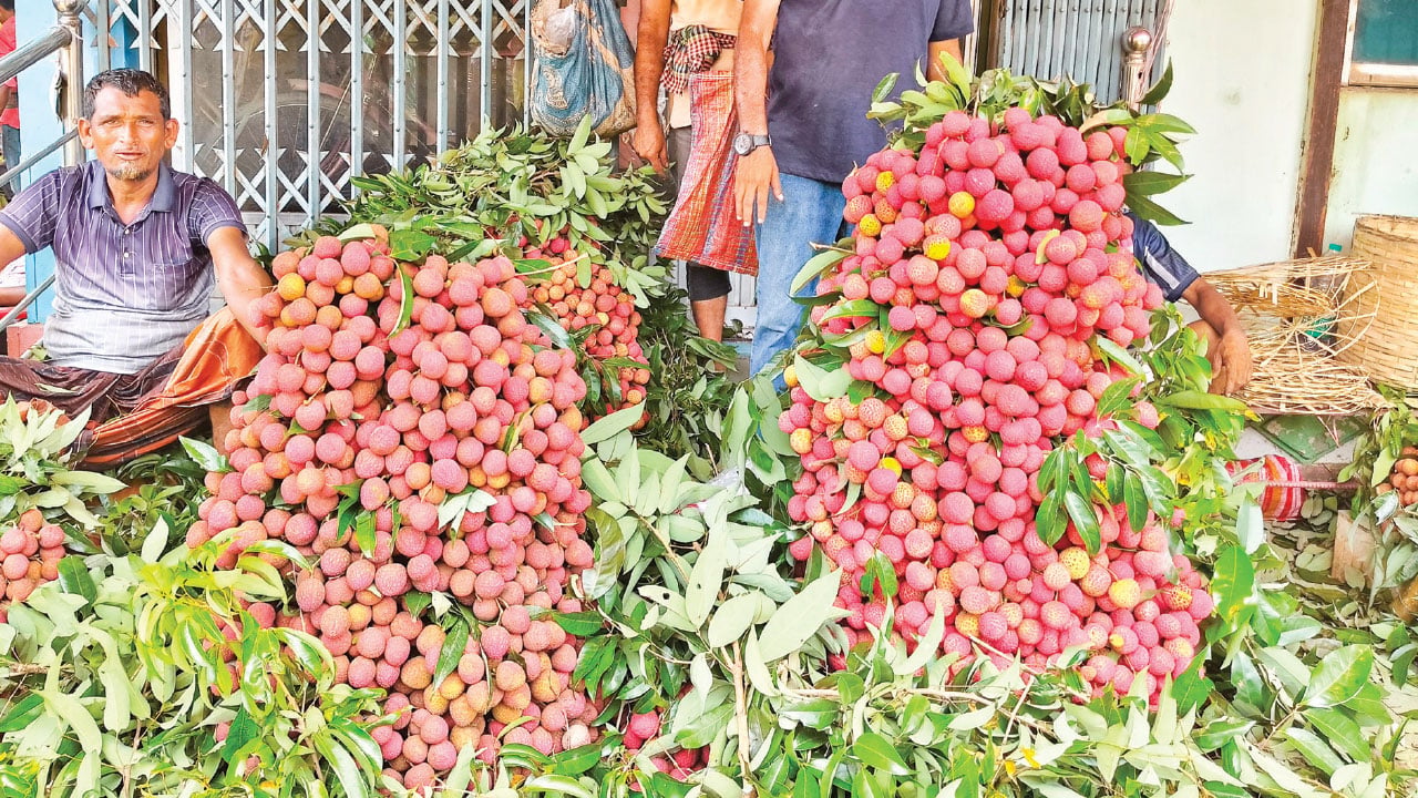 দিনাজপুরে হাজার কোটি টাকার লিচু বিক্রির আশা