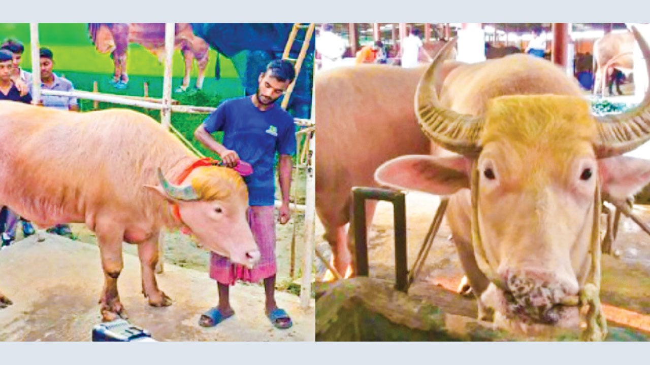 ডোনাল্ড ট্রাম্পের চেয়ে বেশি দাম নেতানিয়াহুর