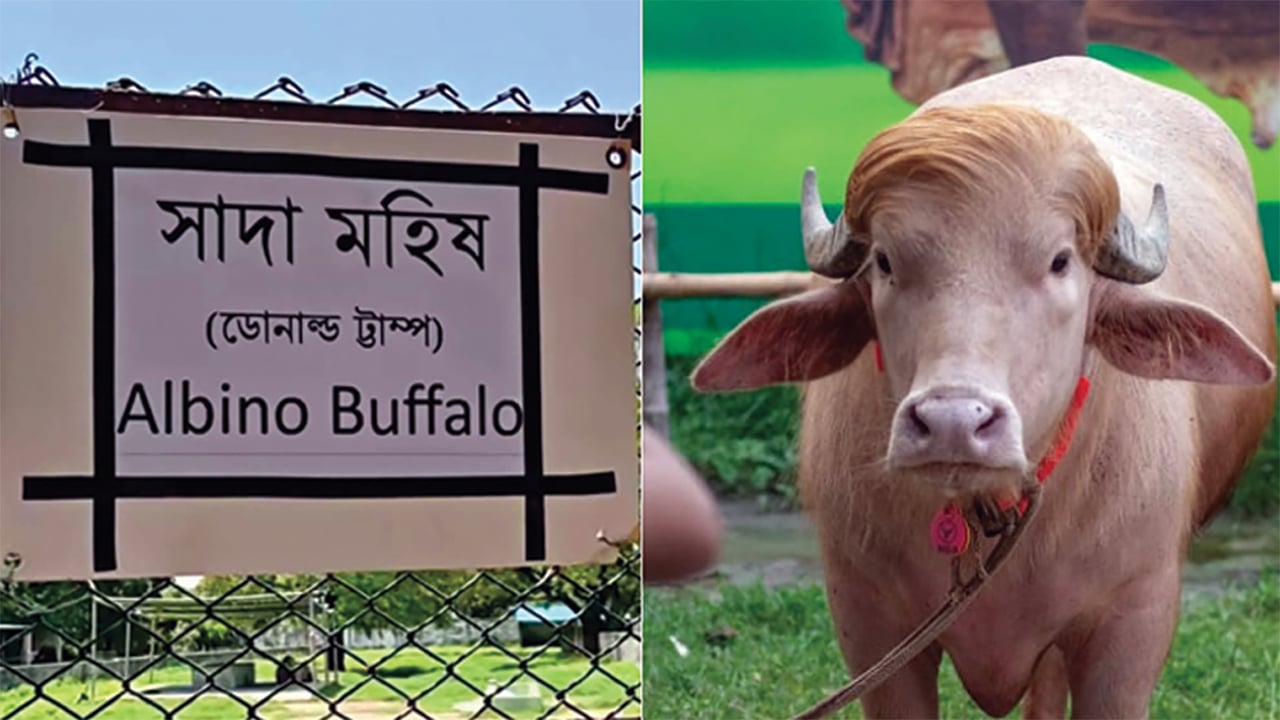আলোচিত মহিষ ‘ডোনাল্ড ট্রাম্প’ নিয়ে কয়েক দিনের নাটকীয়তা