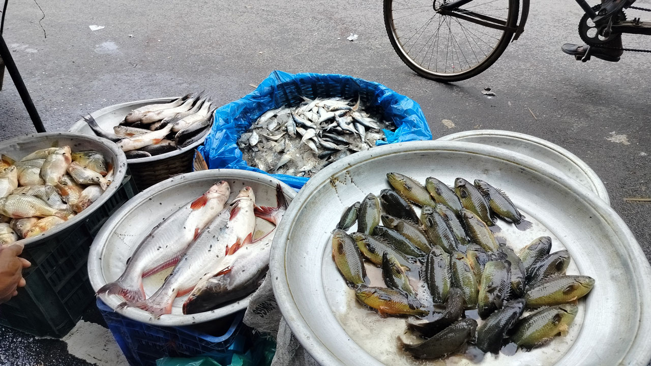 হাওরে চাষের পাঙ্গাসই এখন ভরসা