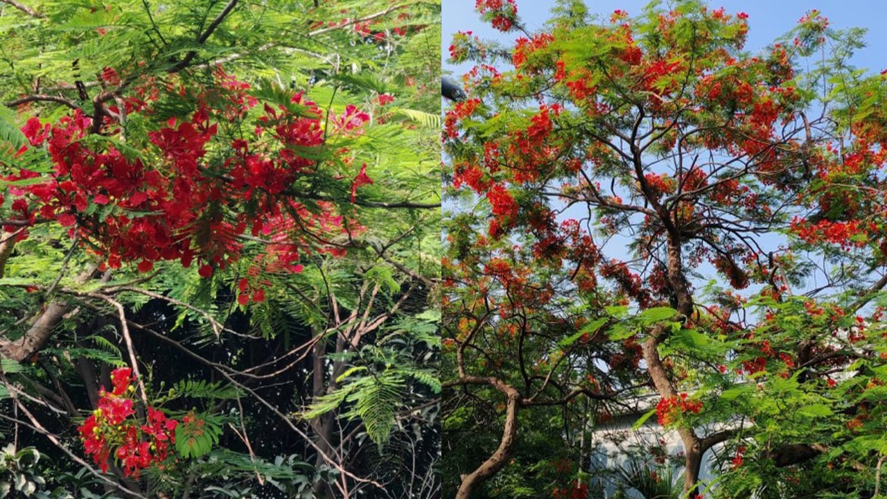 কৃষ্ণচূড়ার রক্তরঙে সজ্জিত ইডেন ক্যাম্পাস