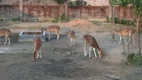 রক্ষণাবেক্ষণের অভাবে উধাও হচ্ছে ইকোপার্কের হরিণ