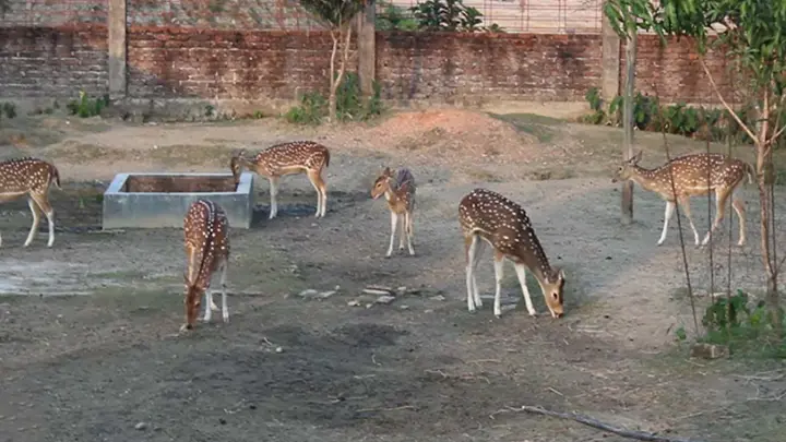 রক্ষণাবেক্ষণের অভাবে উধাও হচ্ছে ইকোপার্কের হরিণ