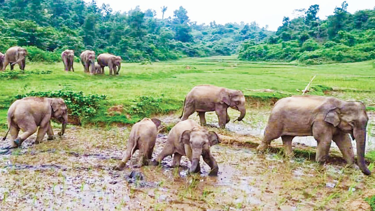 গারো পাহাড়ে খাদ্য সংকটে সংঘাত বাড়ছে হাতি-মানুষের