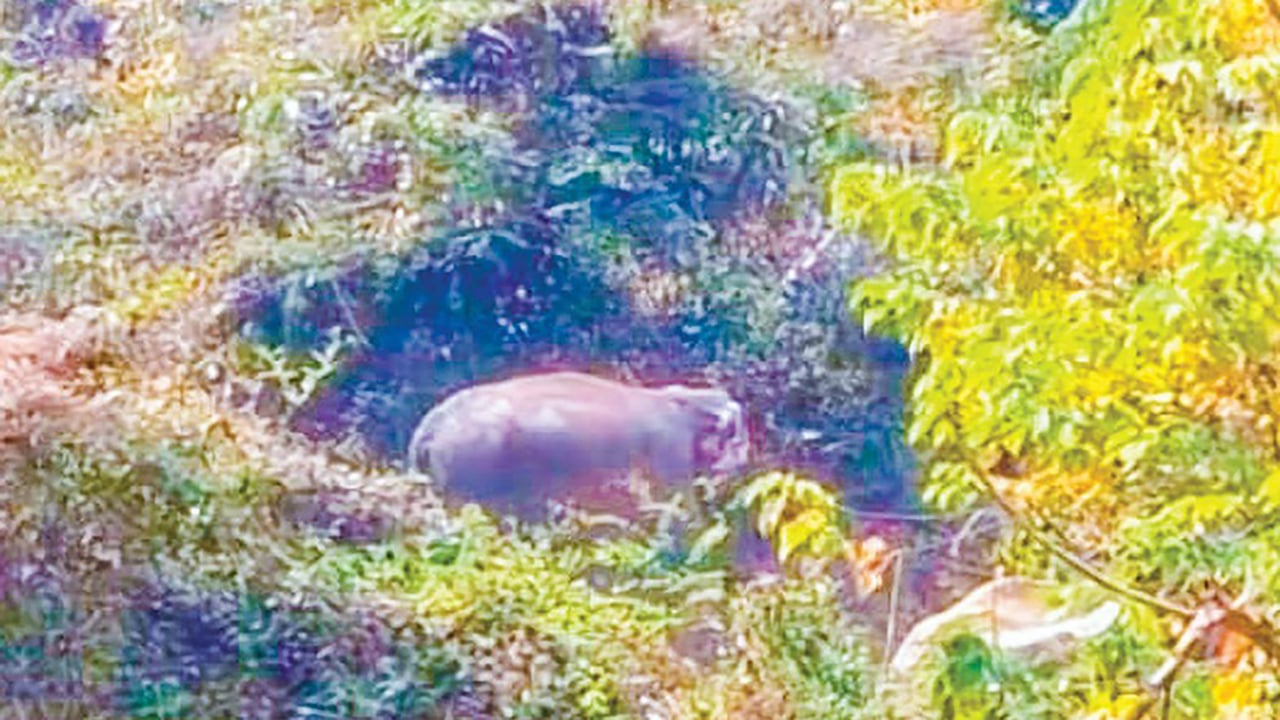 কাপ্তাইয়ে লোকালয়ে হাতি বানর ও হনুমানের তাণ্ডব